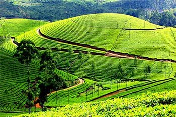 Tea Garden
